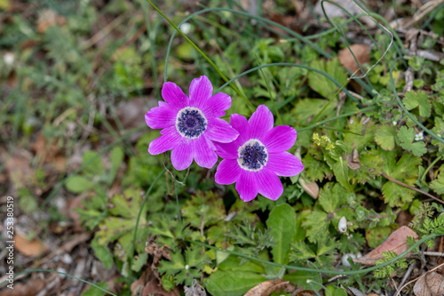 Grecian windflower Anemone (Anemone pavonina) blooming early spring.