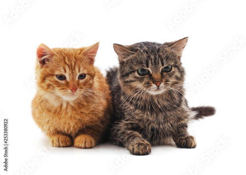 Two small kittens. © ANASTASIIA