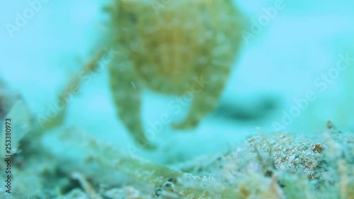 A Cuttlefish changing its colours to become camouflaged with the ocean photo