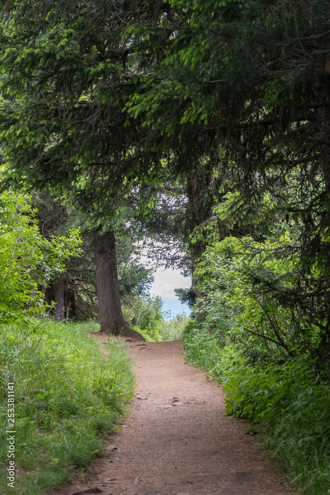 Alpe di Siusi, Seiser Alm with Sassolungo Langkofel Dolomite, a dirt path next to a tree