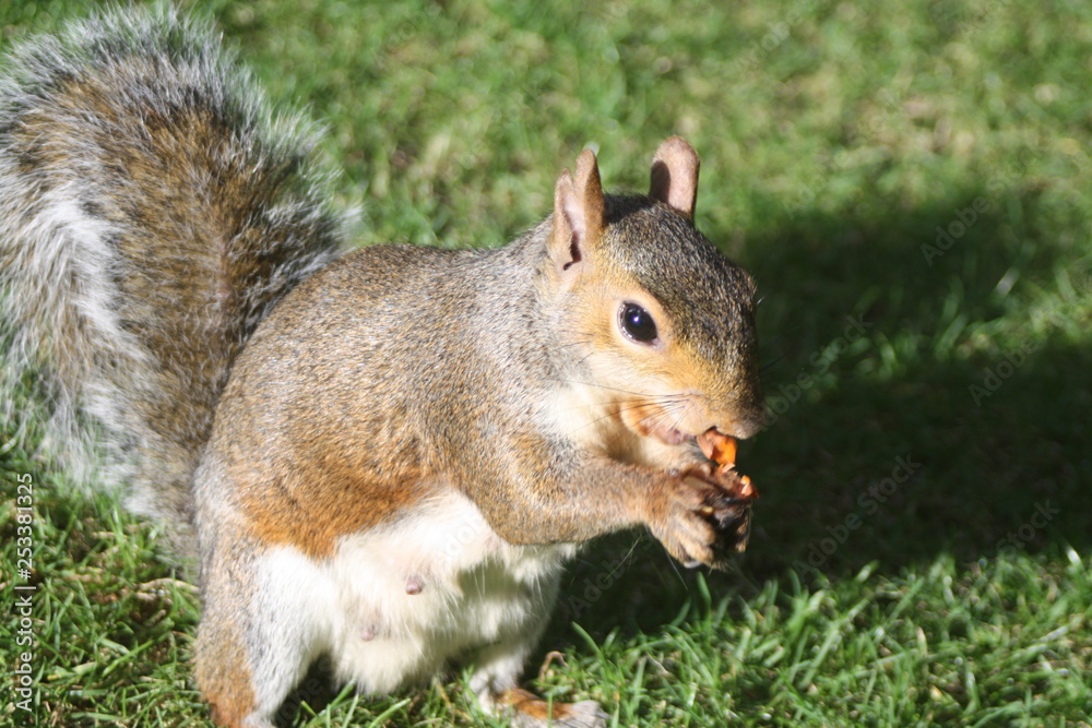 Squirrel eating nut Squirrel eating nut