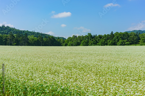 Large field of potato flower blossom