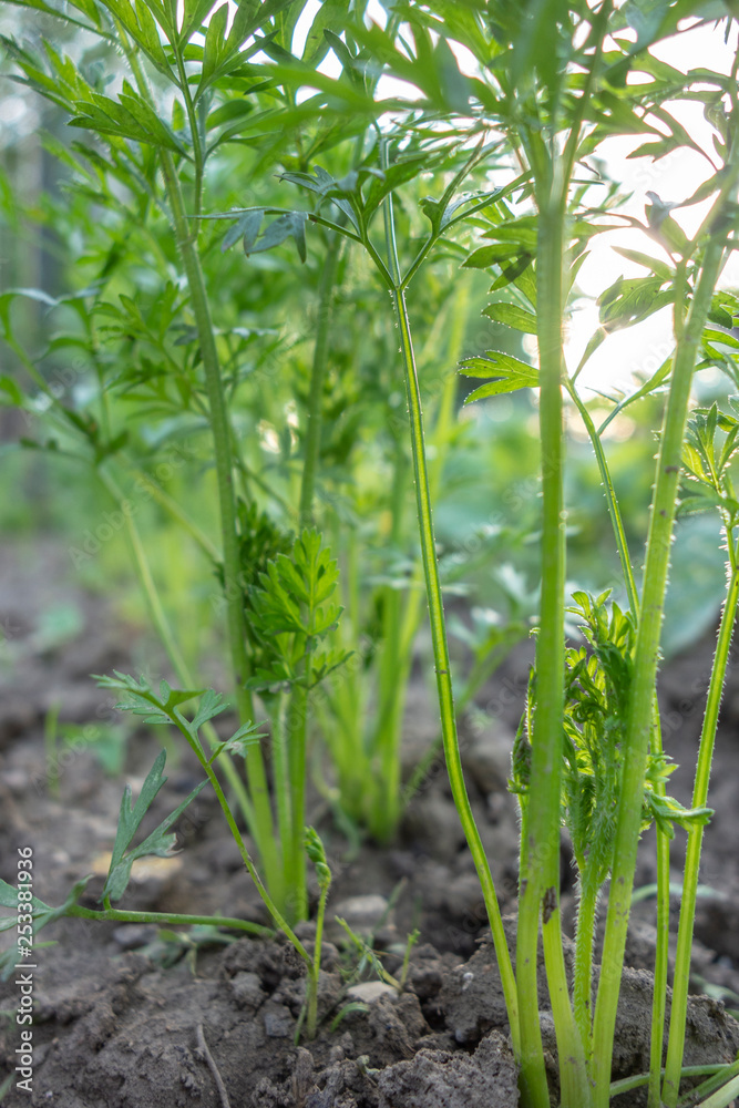 Obraz premium Pousses de carottes