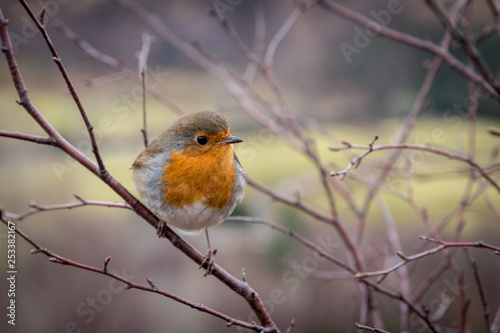 Beautiful European Robin. Typical bird. Curious, cautious, fast. Flying from place to place, exploring, climbing on a branch, sitting or jumping on grass.