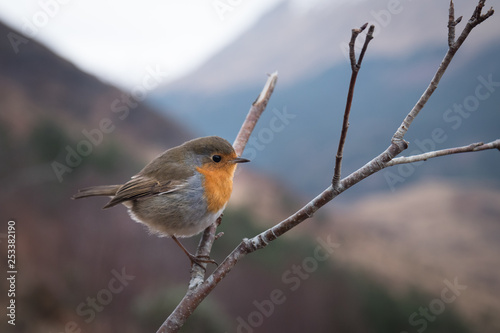 Beautiful European Robin. Typical bird. Curious, cautious, fast. Flying from place to place, exploring, climbing on a branch, sitting or jumping on grass.