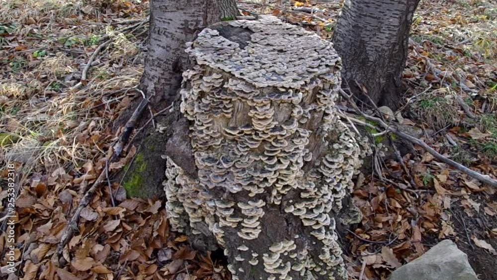 Scrawled wood. Wildwood mushrooms. Autumn beech forest. Scrawled wood. Wildwood mushrooms. Autumn beech forest.