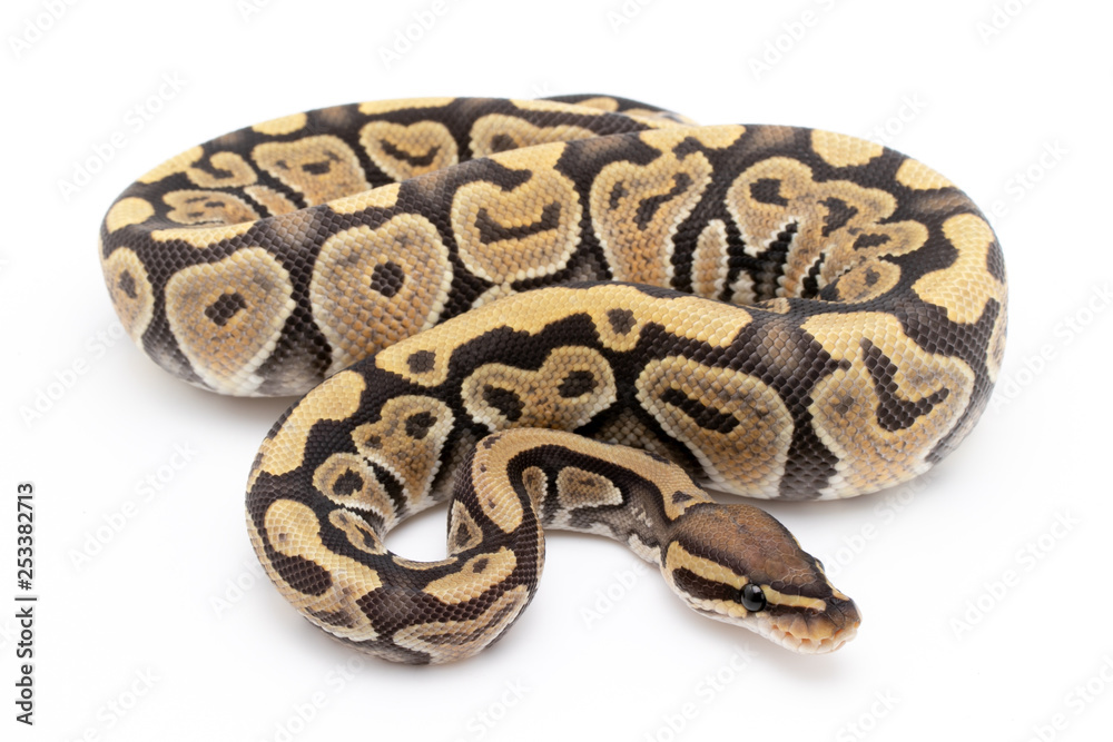 Fototapeta premium Ball Python Snake Reptile Animal on White Background