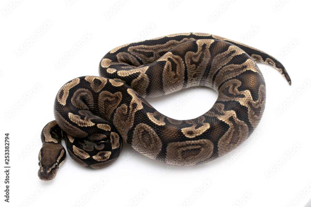Ball Python Snake Reptile Animal on White Background