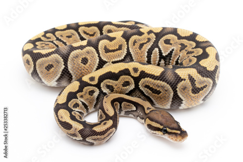 Ball Python Snake Reptile Animal on White Background