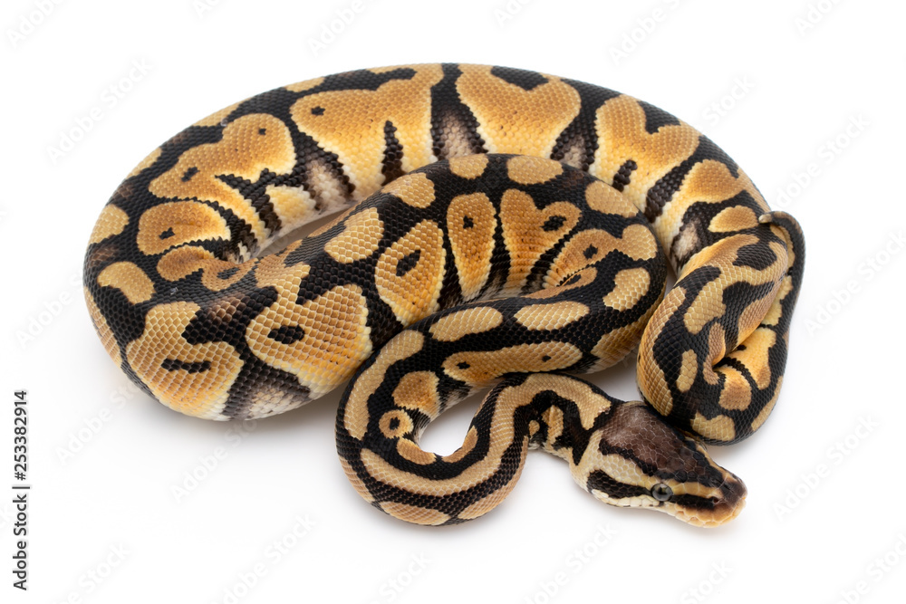 Ball Python Snake Reptile Animal on White Background Ball Python Snake Reptile Animal on White Background