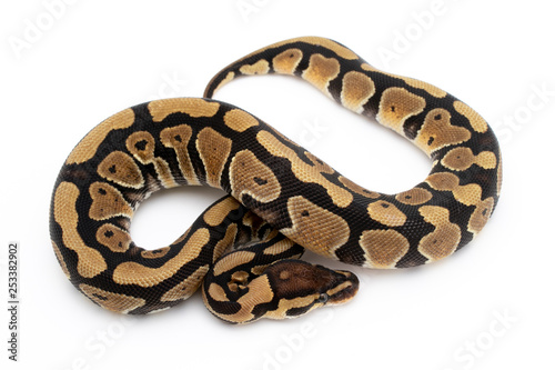 Ball Python Snake Reptile Animal on White Background