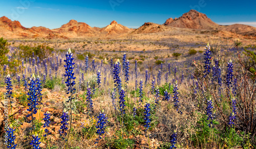Bluebonnets bloom in Big Bend National Park, Texas photo