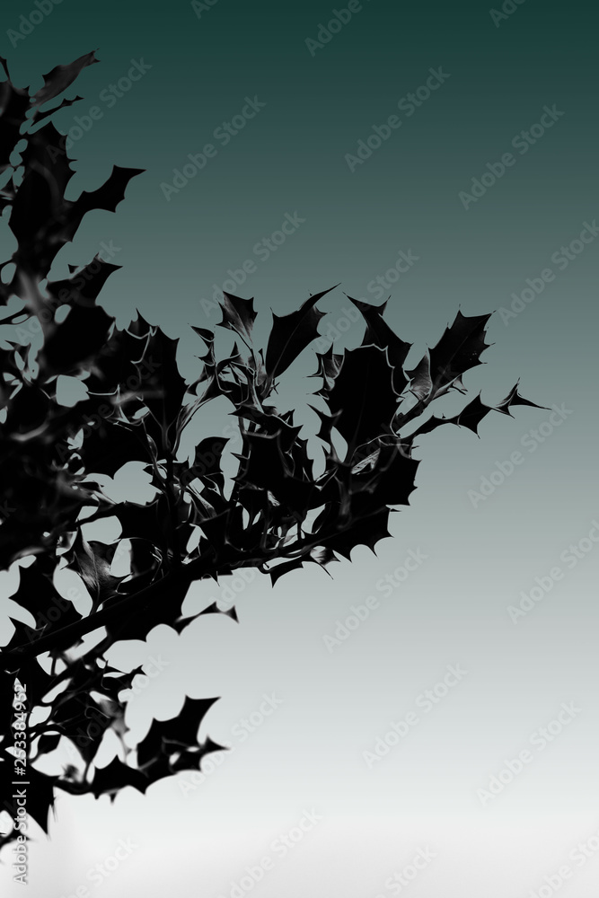 Naklejka premium Holly tree abstract outline