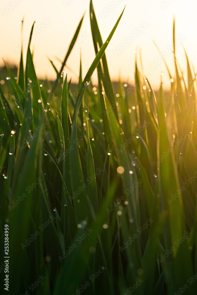 Green grass with dew drops at sunrise in spring against the background of sunlight. Beauty of nature. Close-up. Focus control Green grass with dew drops at sunrise in spring against the background of sunlight. Beauty of nature. Close-up. Focus control