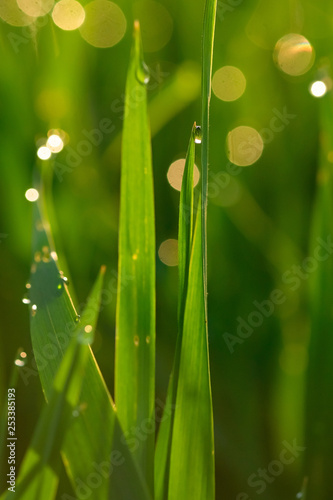 Green grass with dew drops at sunrise close-up on a blurred background
