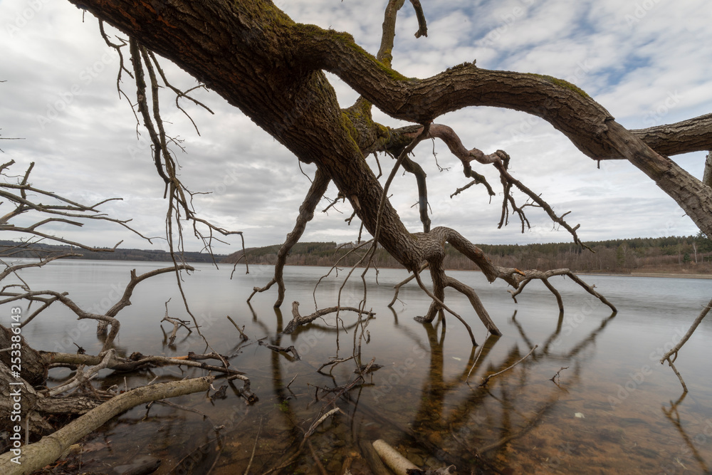 Umgefallener Baumstamm im See