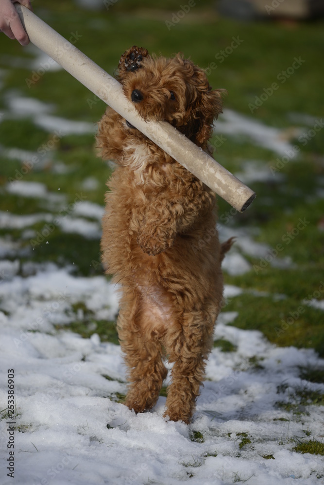 cockapoo playing with cardboard in snow