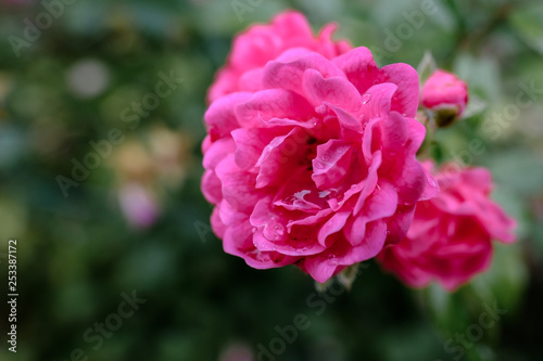pink rose in garden © Aline