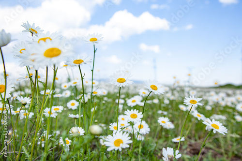 beautiful chamomile in the nature