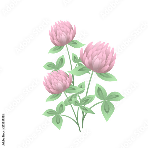 Fototapeta Naklejka Na Ścianę i Meble -  Clover or trefoil flowers and leaves isolated on white background. Realistic drawing of symbolic flowering plant or wild meadow herb. Natural illustration in gorgeous antique style.