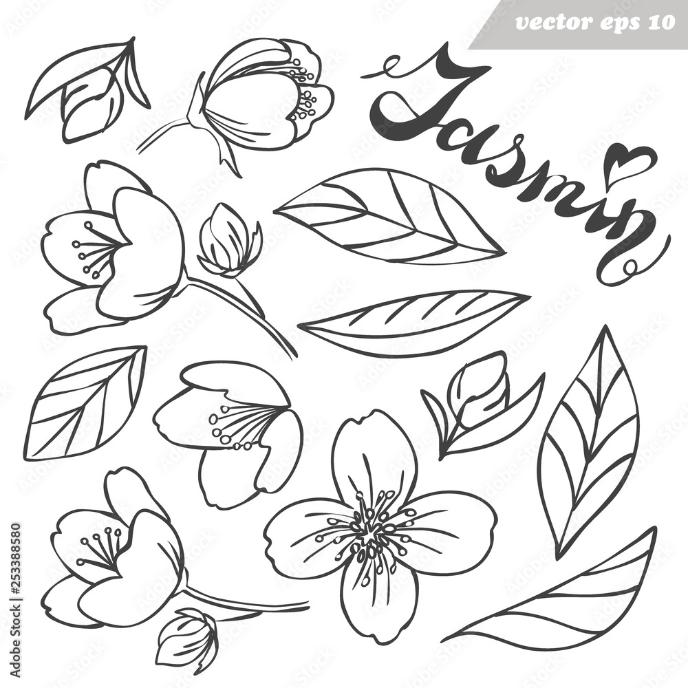 Fototapeta premium Vector jasmine flower, bud and leaves set