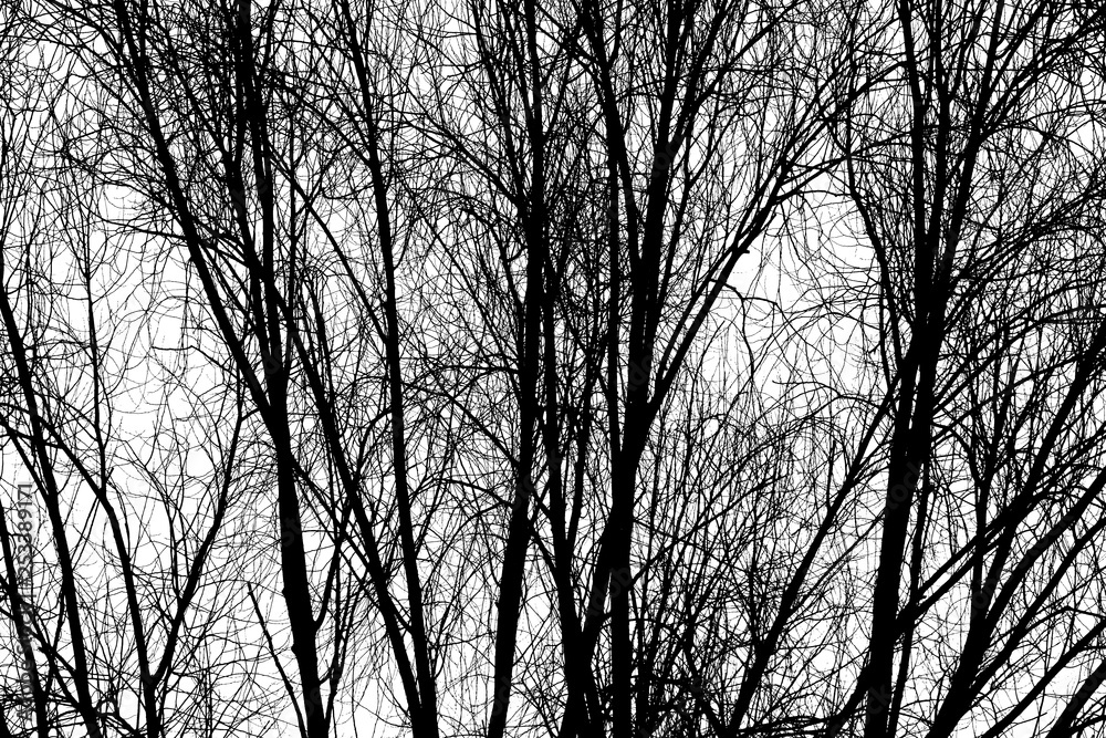 Trees Branches Silhouette Trees Branches Silhouette