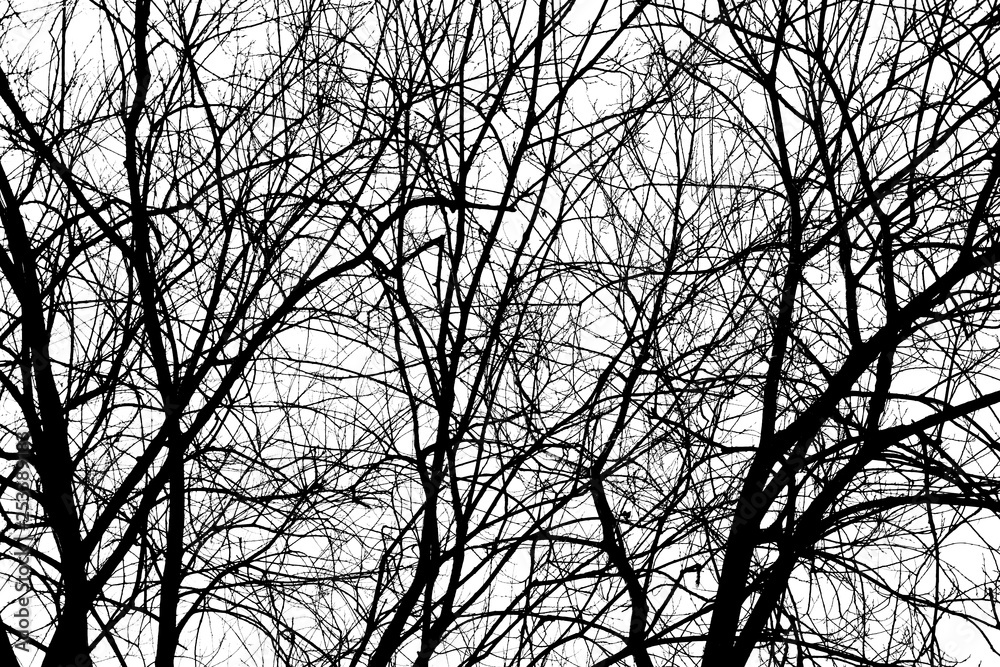 Trees Branches Silhouette Trees Branches Silhouette