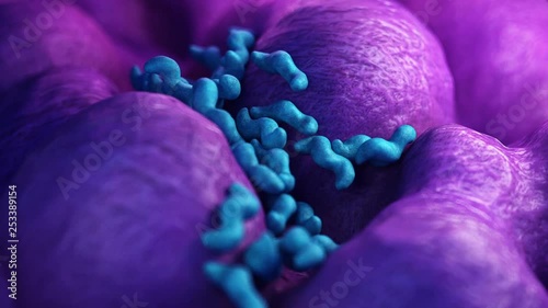 Campylobacter bacteria photo