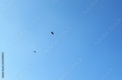Birds fly in the sky, natural blue sky background 