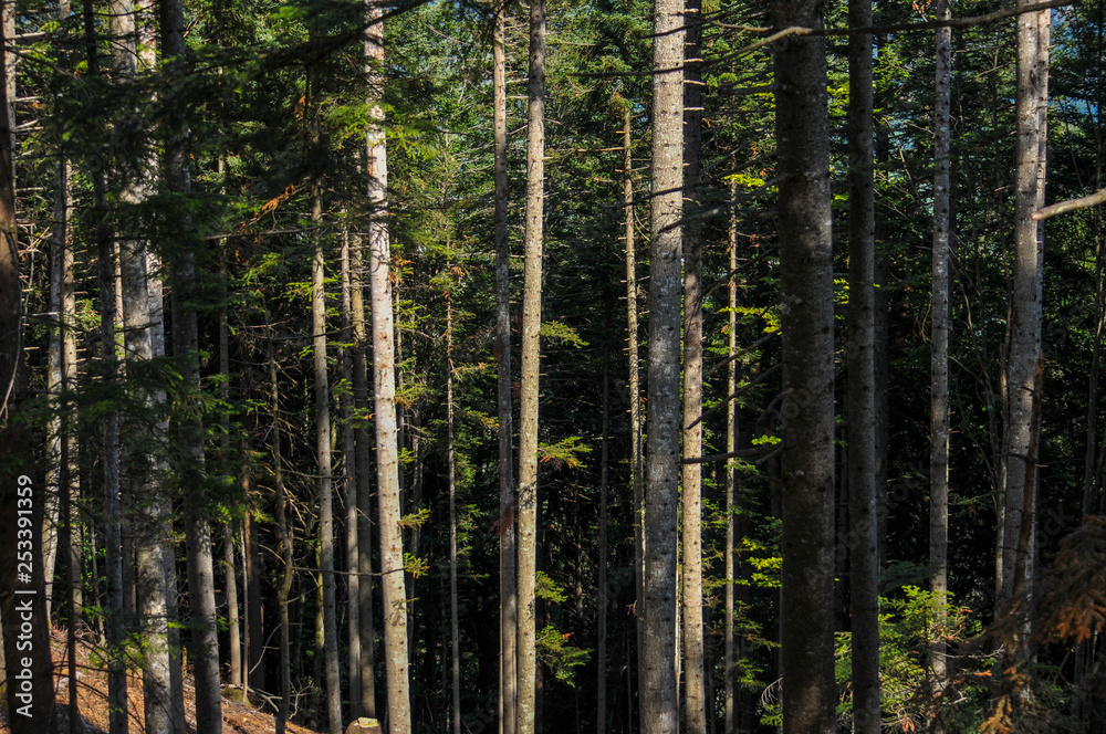 Fototapeta premium Wald