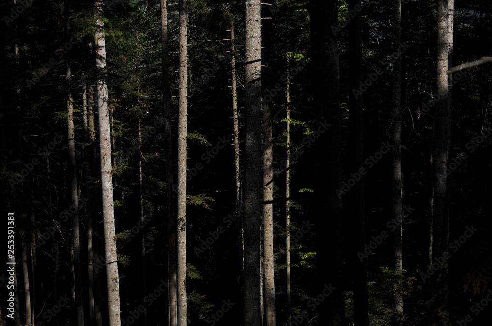 Fototapeta premium Wald