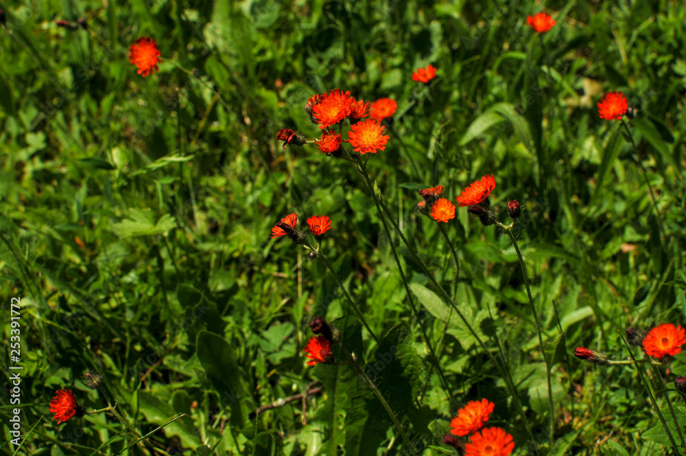 Blumen Blumen