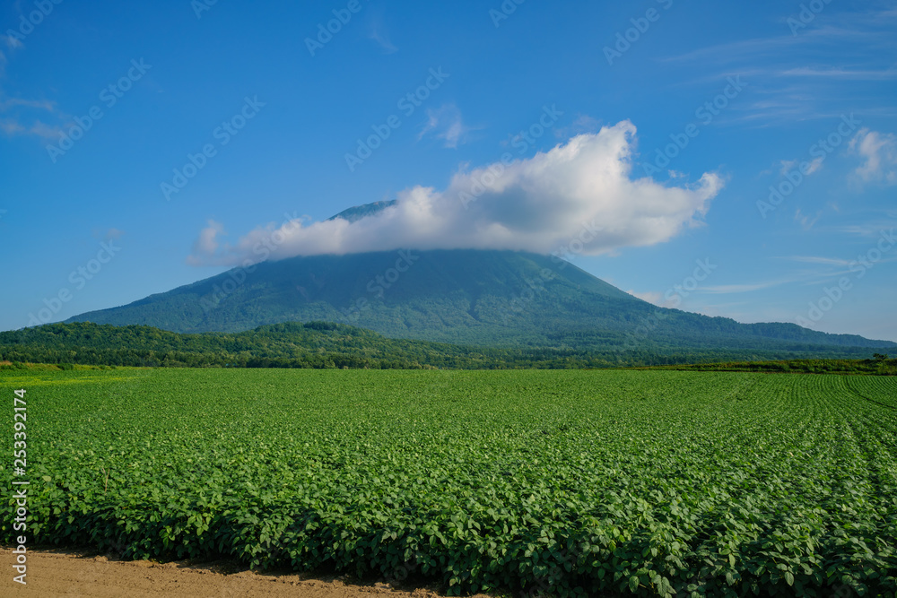 The beautiful Mount Yotei with vegtable farm The beautiful Mount Yotei with vegtable farm