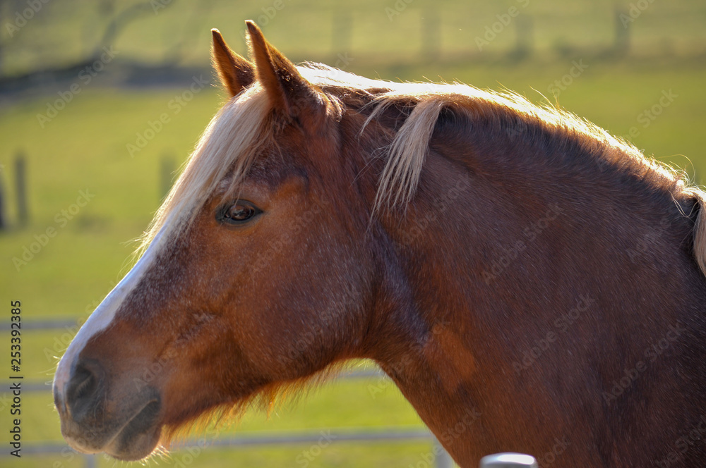 Fototapeta premium Pferdekopf