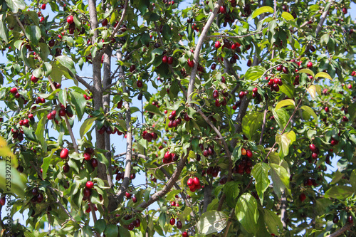 cranberry tree