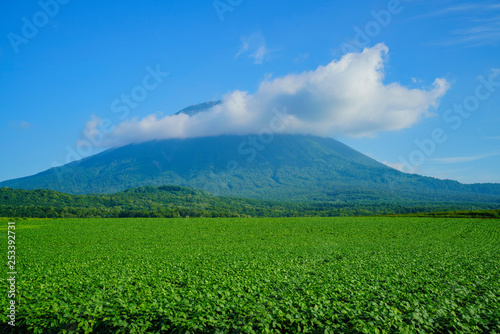The beautiful Mount Yotei with vegtable farm