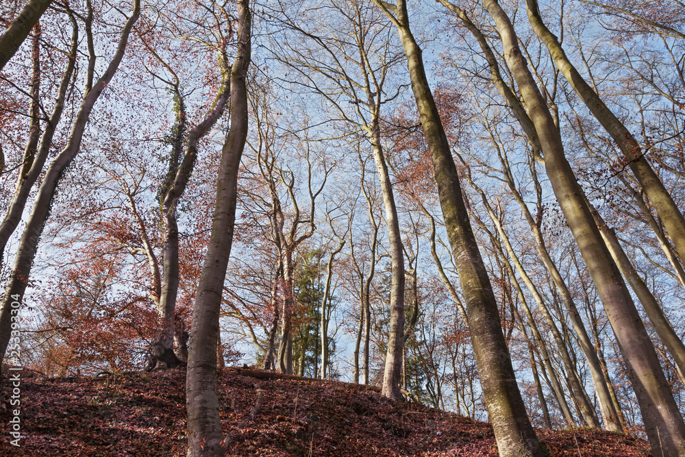 Wald im Herbst Wald im Herbst