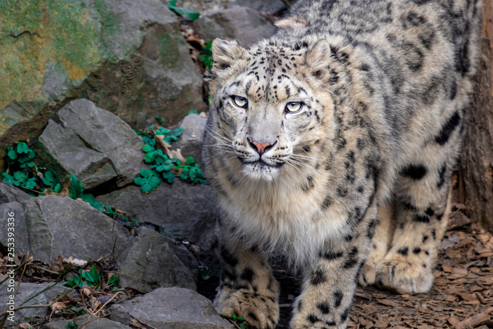 Naklejka premium snow leopard