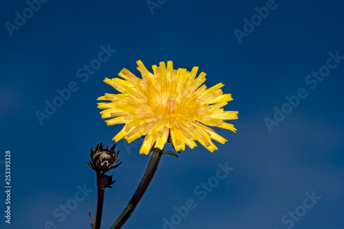 Busterblume Wiesenbocksbart  photo