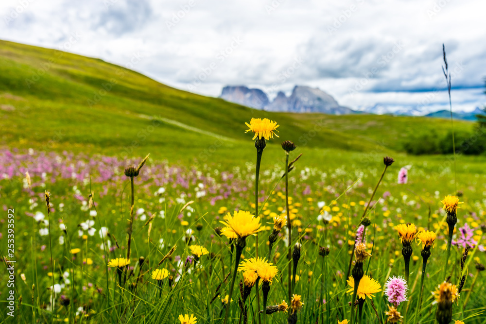 Fototapeta premium Alpe di Siusi, Seiser Alm with Sassolungo Langkofel Dolomite, a yellow flower in a field