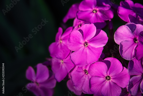 Beautiful purple flowers in the sun. Nature and floral concept. Soft selective focus and beautiful bokeh. Fresh spring background with gently flowers blooming in garden, outdoor nature photography