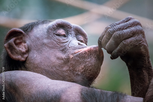 Fototapeta Naklejka Na Ścianę i Meble -  chimpanzee in thought