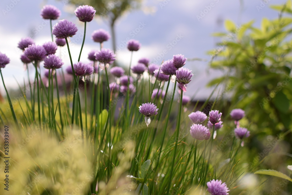 onion flower, bumblebee,  onion flowers, nature, purple, garden, plant, pink, green, summer, bloom, spring, blossom, flora, beautiful, herb, lavender, beauty, floral, field, onion, blooming, violet,