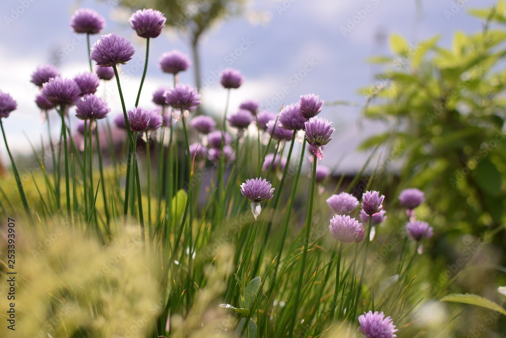onion flower, bumblebee, onion flowers, nature, purple, garden, plant, pink, green, summer, bloom, spring, blossom, flora, beautiful, herb, lavender, beauty, floral, field, onion, blooming, violet, onion flower, bumblebee, onion flowers, nature, purple, garden, plant, pink, green, summer, bloom, spring, blossom, flora, beautiful, herb, lavender, beauty, floral, field, onion, blooming, violet,