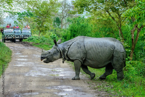 Indian one horned Rhinoceros at Kaziranga National Park