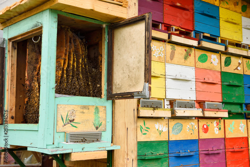 Carnolian bees honeycombs in open beehive with colorful painted apiary boxes at Kralov Med in Selo near Bled Slovenia in Spring photo