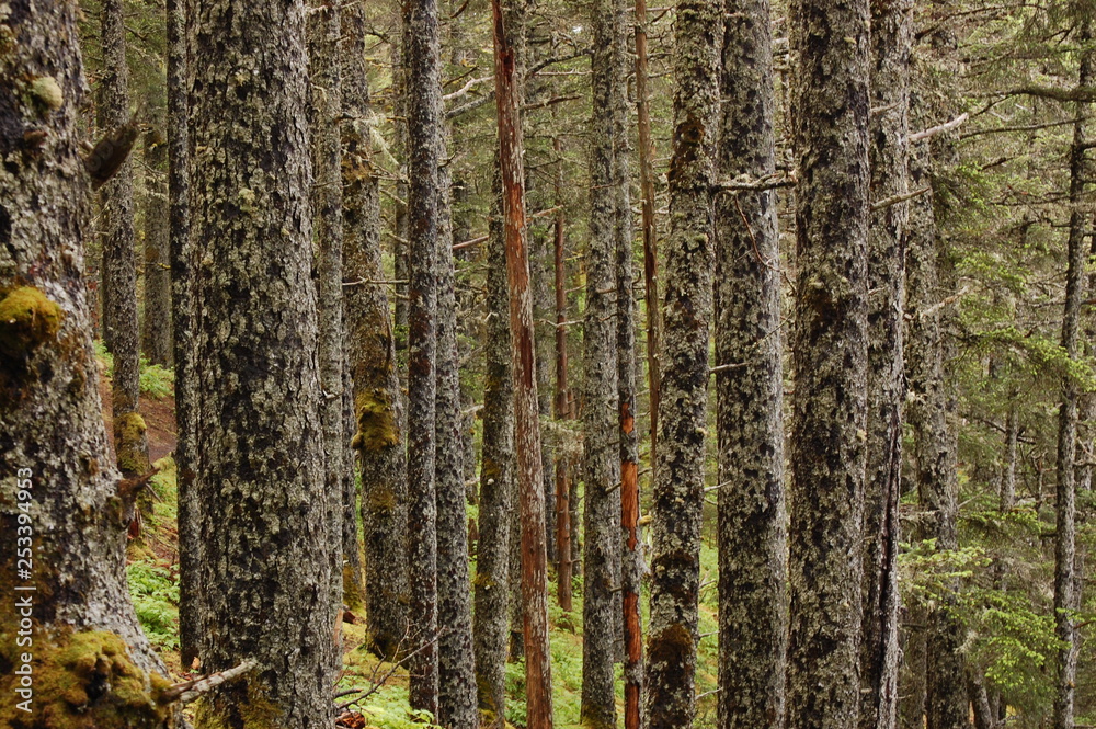 Through the Trees Through the Trees