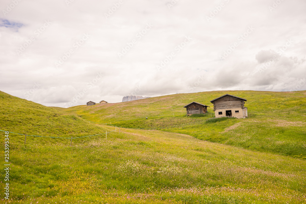 Alpe di Siusi, Seiser Alm with Sassolungo Langkofel Dolomite, a close up of a lush green field Alpe di Siusi, Seiser Alm with Sassolungo Langkofel Dolomite, a close up of a lush green field