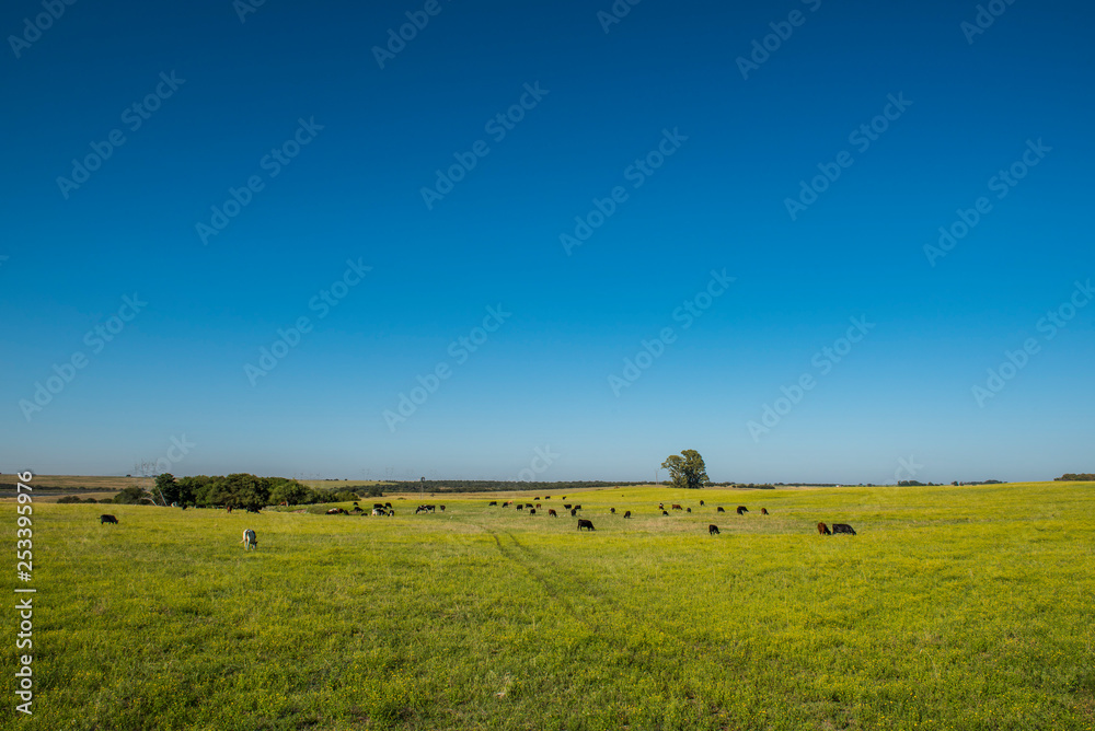 Pampas Plain Landscape,Patagonia
