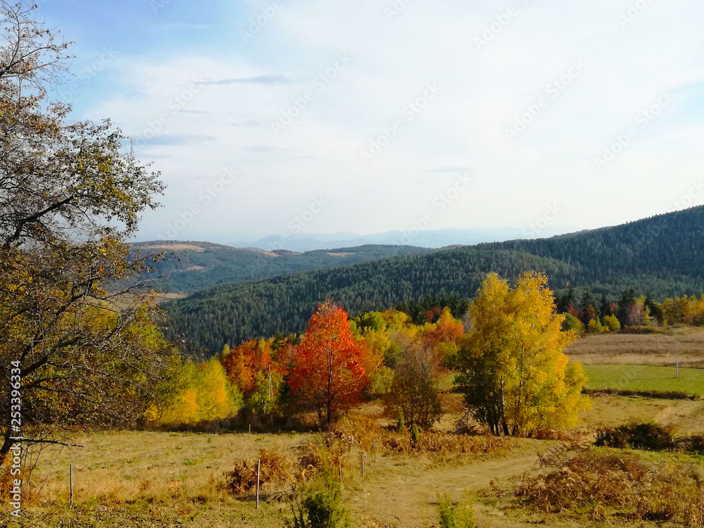 Panoramic view, autumn with trees and grass Panoramic view, autumn with trees and grass